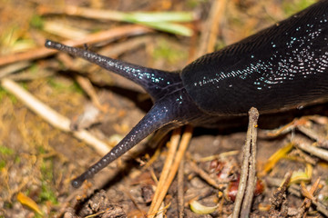 Black slug (Limax cinereoniger) crawling in the woods, macro