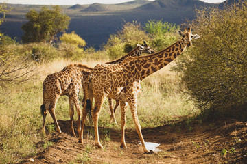 Beautiful shot of two African giraffes,slightly bent down, one facing the camera. Early evening golden light. African Savannah in the background. Tsavo East National Park, Kenya