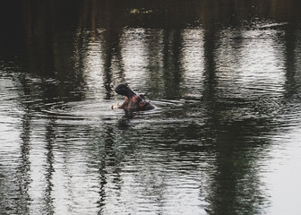 African hippopotamus coming out of water with wide open mouth. Tsavo East National Park, Kenya -Image
