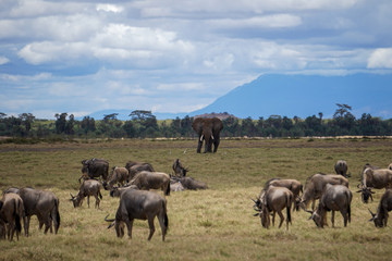 Animals on the Savannah. Herd of wildebeests in the foreground and large elephant in the background. Amboseli National Park, Kenya -Image 