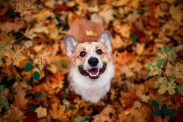 portrait of a cute puppy red dog Corgi stands in the autumn Park against the background of colorful bright fallen maple leaves and faithfully look up smiling