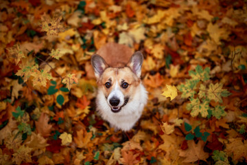 cute puppy red dog Corgi stands in the autumn Park against the background of colorful bright fallen maple leaves and faithfully look up smiling