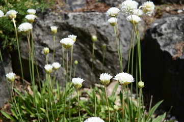 Closeup armeria pseudarmeria known as Joystick White with blurred background in garden