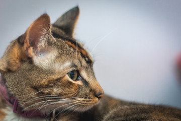 Gato mirando fijamente