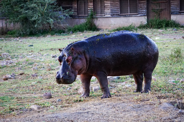 African hippopotamus standing on grassy plain with abandoned house in the background. Amboseli National Park, Kenya -Image