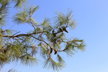 Plants and flowers, Mediterranean vegetation