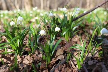 Small spring flowers snowdrops grow outdoors in nature