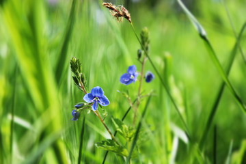 Little blue tender flower