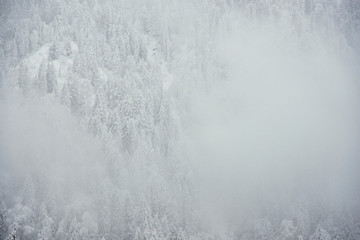 Landscape view of snowy hills with pine trees.