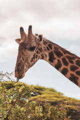 Closeup of giraffe munching on branches from a bush. Cheeky long tongue sticking out. Daytime, slightly cloudy sky. Tsavo East National Park, Kenya