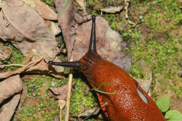 Nacktschnecke Rote Wegschnecke, Arion rufus