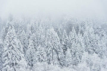 Landscape view of snowy hills with pine trees.