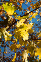 Yellow leaves, autumn forest landscape, beauty of nature.