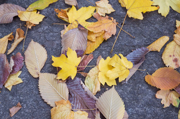 Yellow leaves on gray stone, autumn background