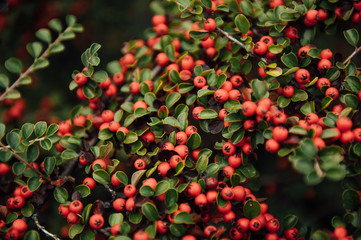 Red berries and green leaves in trailside bushes and shrubs in Ukraine