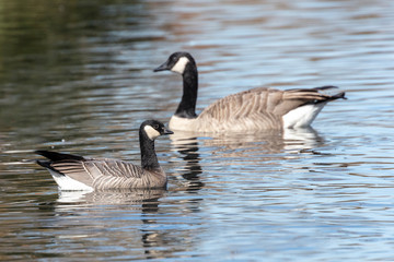 cackling goose and Canada Goose