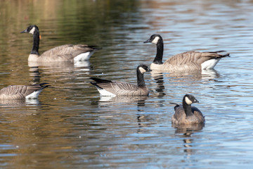 cackling goose and Canada Goose