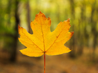 Yellow maple leaf in autumn forest