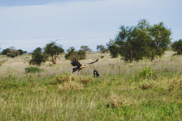 Vulture bird about to land on tall grass plain. Tsavo East National Park, Kenya -Image