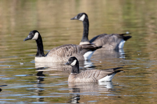cackling goose and Canada Goose