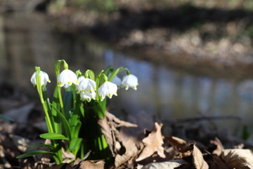 Small spring flowers snowdrops grow outdoors in nature