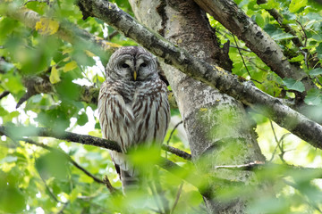 Barred owl bird