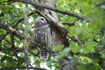 Barred owl bird