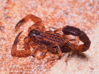Young Scorpion in the Back Yard