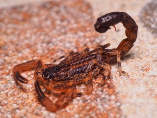 Young Scorpion in the Back Yard