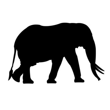 Elephant silhouette vector illustration isolated
