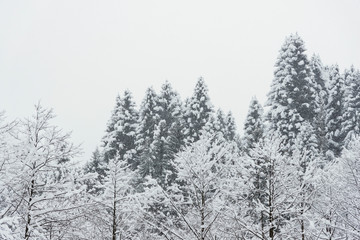 Leafles trees under heavy storm.