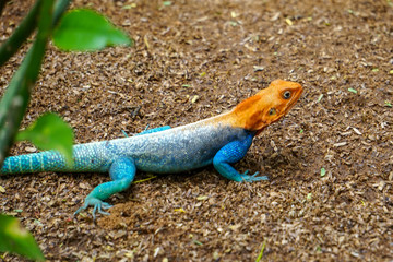 Closeup of Orange headed common Agama Rainbow Lizard in Amboseli National Park, Kenya