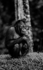 Primer Plano Orangutan en Borneo