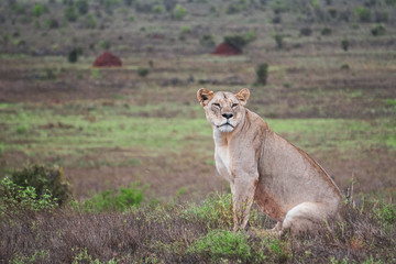 Lone lioness sitting in grassy field looking sleepily towards the camera. Tsavo West National Park, Kenya -Image