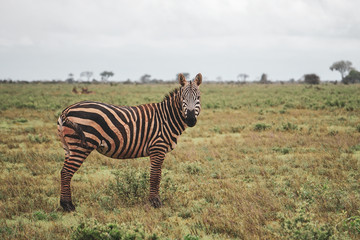 Fototapeta premium Beautiful view of a lone zebra standing on savannah. Cloudy day. Tsavo East National Park, Kenya
