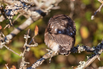 Northern saw whet owl