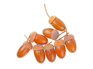 Dried brown acorns isolated on white background, close up.
