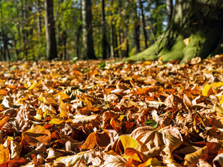 Autumn colors. Leaves in the park