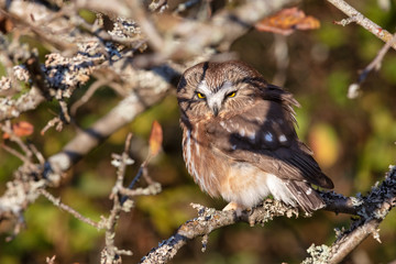 Northern saw whet owl