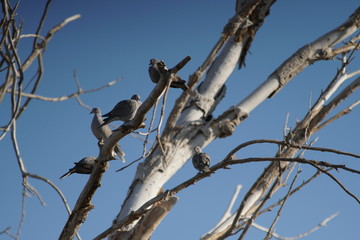 Different avian species gather at a reclamation area in suburban Phoenix, including a bald eagle