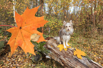 Fototapeta na wymiar Cute dog sitting on a tree and maple leaves in the autumn forest