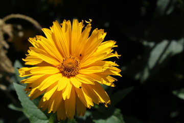 yellow flower in garden