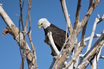 Different avian species gather at a reclamation area in suburban Phoenix, including a bald eagle