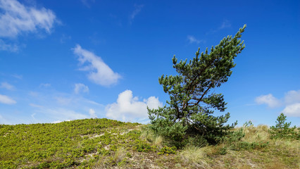 Beautiful landscape. Lonely tree. Blue sky.