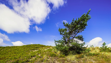 Obraz premium Beautiful landscape. Lonely tree. Blue sky.