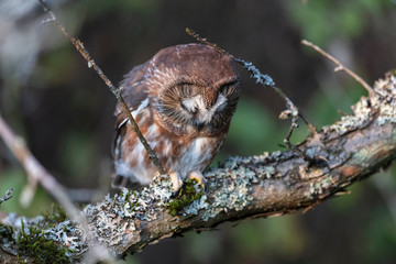 Northern saw whet owl