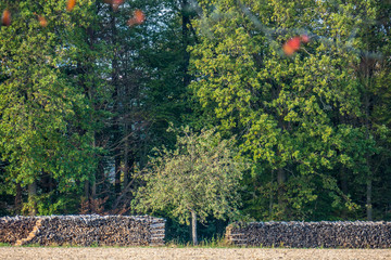 Brennholzlager am Waldrand © focus finder