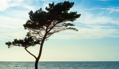 Beautiful seadscape. Lonely tree. Shot of Baltic sea.
