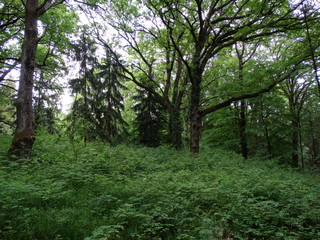 Obraz premium forest