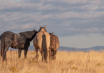 Fototapeta premium Wild Horses in Autumn in the Utah Desert